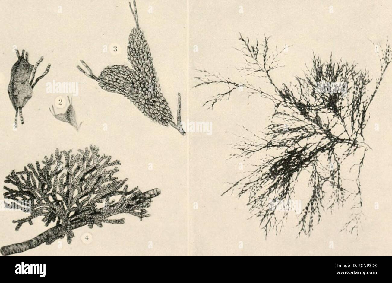 . The sea-beach at ebb-tide : a guide to the study of the seaweeds and the lower animal life found between tidemarks . m. i PLATE LI. (•lustra toliacca. 1. Flustra iiic-inliranacca ; ! . !!. !•. 1.  . (clicjiora |nmiii-osa. natural si/.r; branacea, magnified.3, 0. |iiniiic&lt;isa. niafriiificd; 4. (. raniulusa. Vesicularia didiutoma. POLYZOA 197 much smaller and narrower than those of M. pilosa ; easily distinguishedfrom that species by its manner of spreading and the absence of the onelong hair. Common from New Jersey northward. M. tennis. Common on pebbles, often covering their whole surface Stock Photo