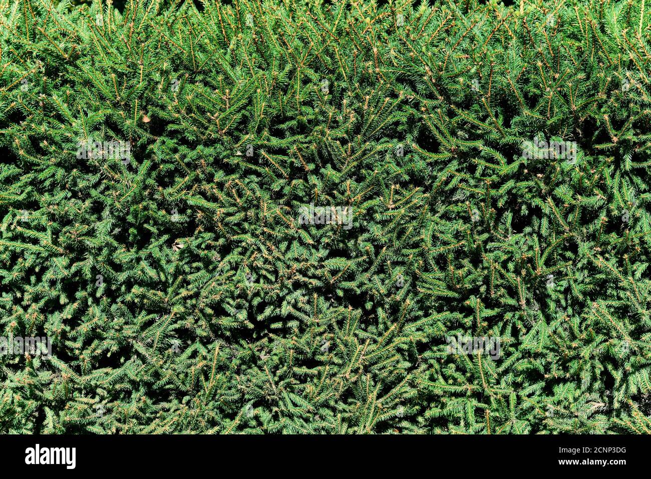 Green hedge from evergreen coniferous fir trees. The pattern of fir