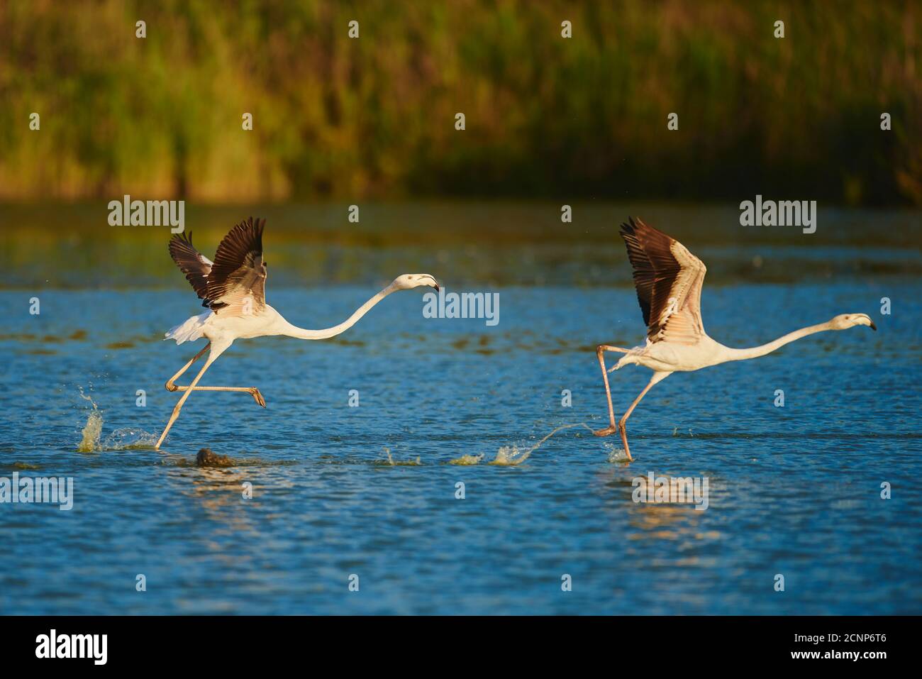 Greater flamingo (Phoenicopterus roseus), sea, sideways, flying Stock Photo