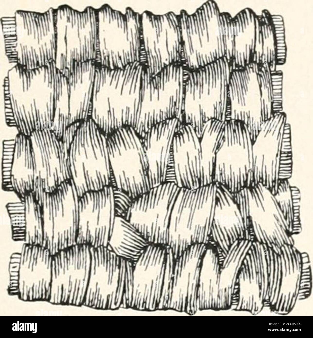 . How to make Indian and other baskets . is possible to make the following nine varietiesof coiled basketry, matting, or bagging: A. Coiled work without foundation. B. Simple interlocking coils. C. Single-rod foundation. D. Double-stem coil, two rod foundation. E. Packing inclosed, rod and welt foundation. F. Packing inclosed, two rod and splint foundation. G. One rod inclosed, three-rod foundation.H. Splint foundation. I. Grass-coil foundation. K. Fuegian coiled basketry. These will now be taken up systematically and illustrated (fig. 76). HOW TO MAKE INDIAN AND OTHER BASKETS. A. COILED WORK Stock Photo