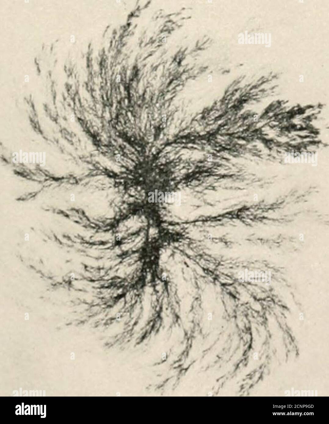 . The sea-beach at ebb-tide : a guide to the study of the seaweeds and the lower animal life found between tidemarks . Stock Photo