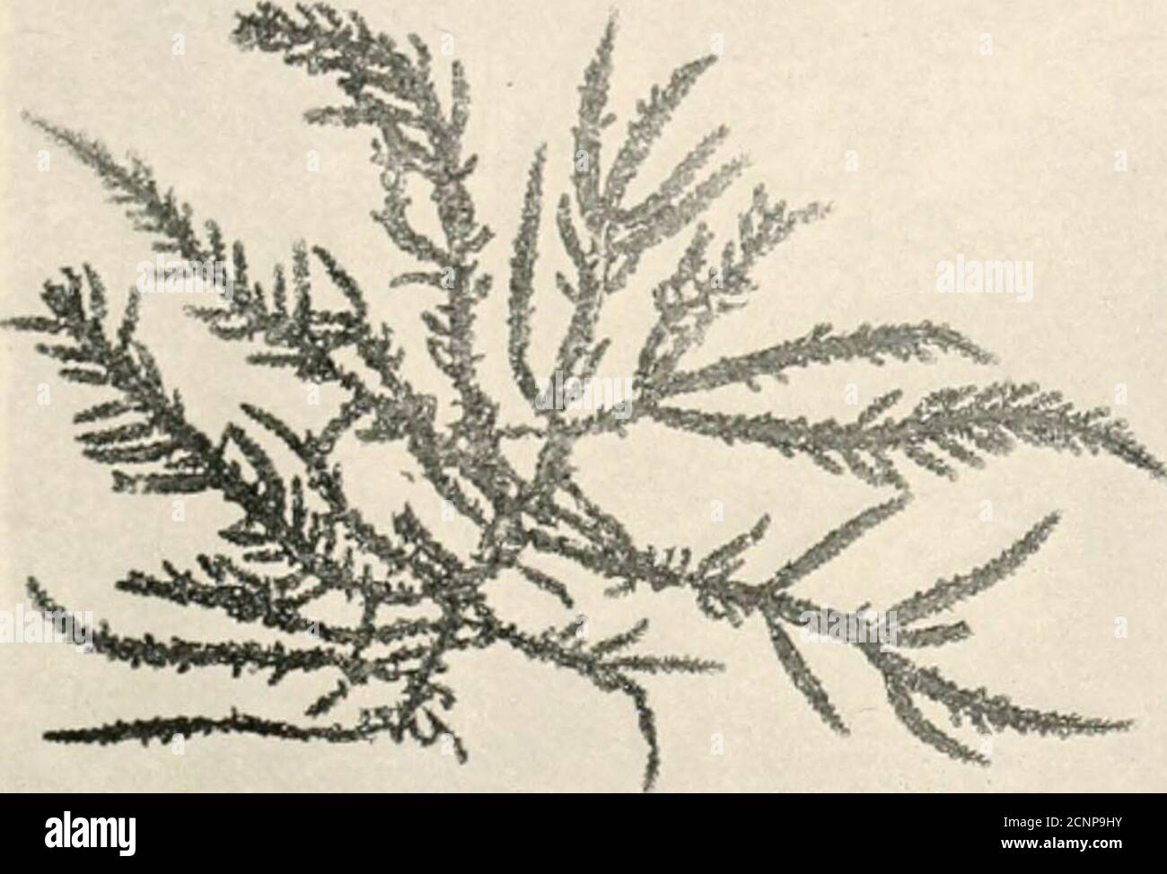 . The sea-beach at ebb-tide : a guide to the study of the seaweeds and the lower animal life found between tidemarks . PLATE XXXII. Griffithsia Bornetiana.Ptilota serrata, magnified. Ptilota serrate.Ptilota elegans.. Stock Photo