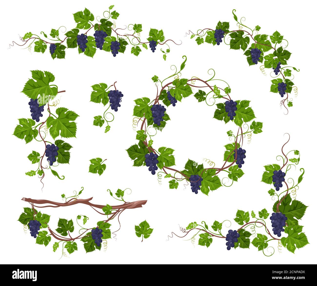 Grapevine climbing plant with purple grapes set, flat vector isolated