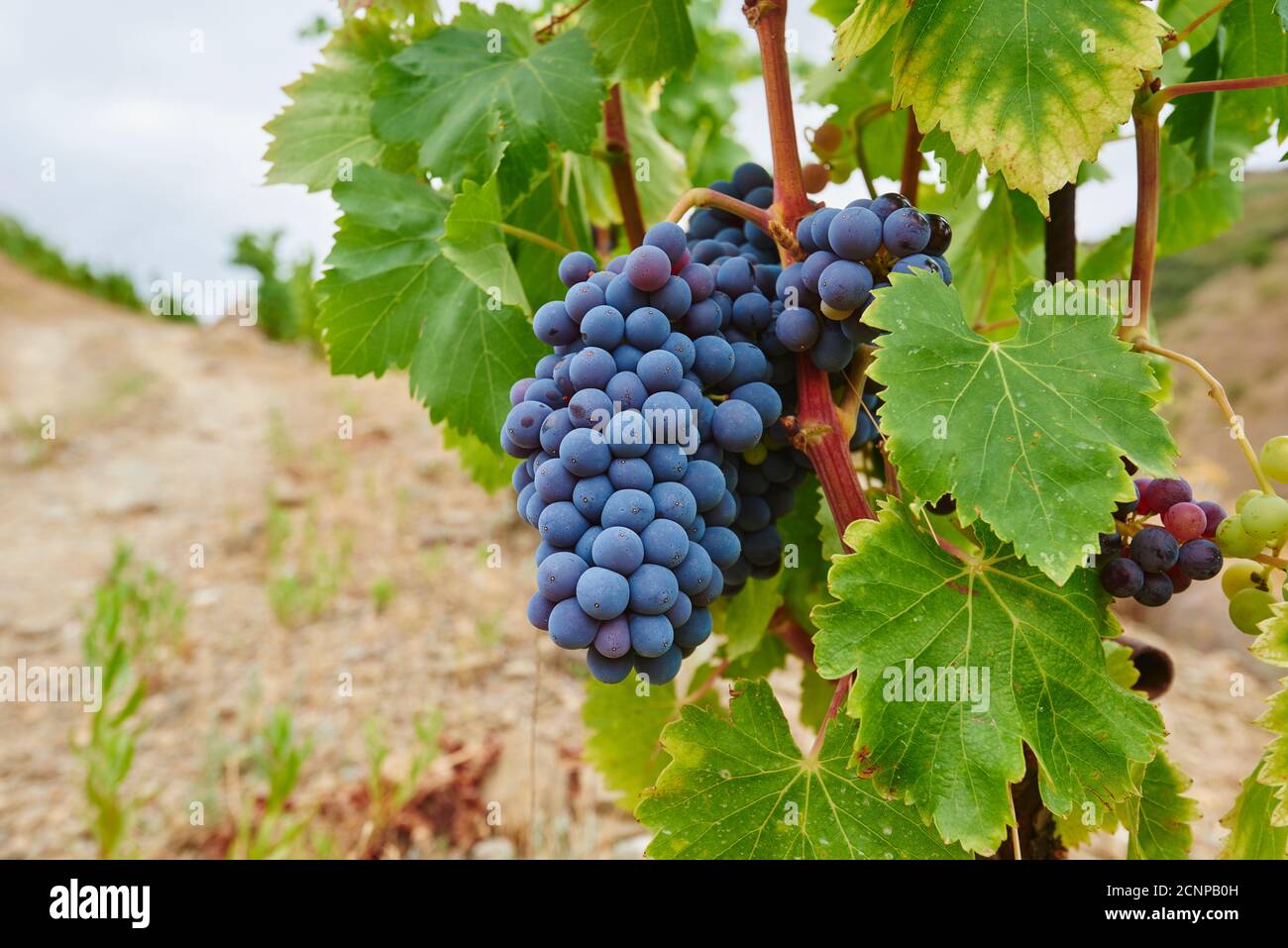 Grape vines, vineyard, Tarragona Province, Catalonia, Spain, Europe