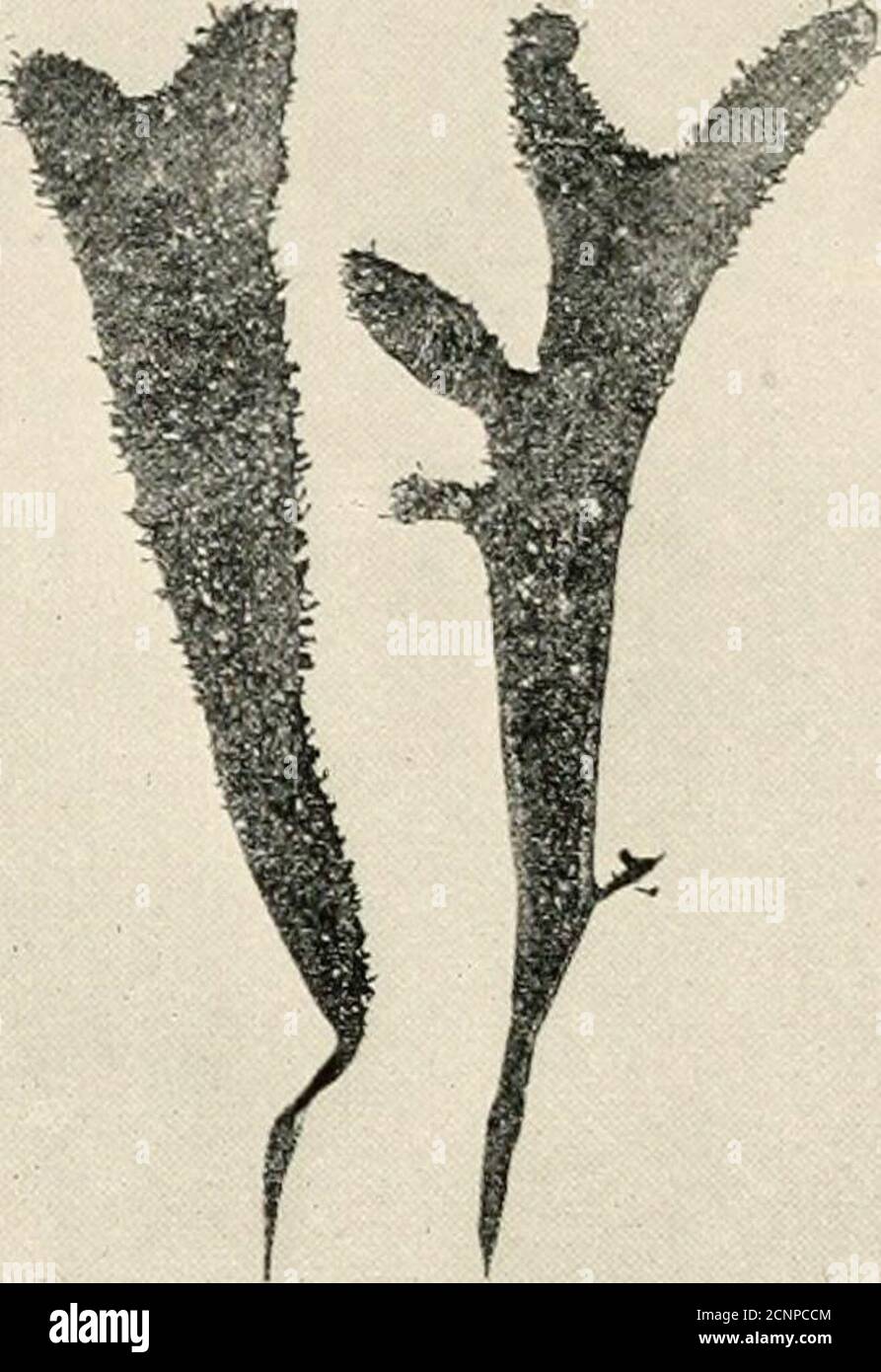 . The sea-beach at ebb-tide : a guide to the study of the seaweeds and the lower animal life found between tidemarks . Stock Photo