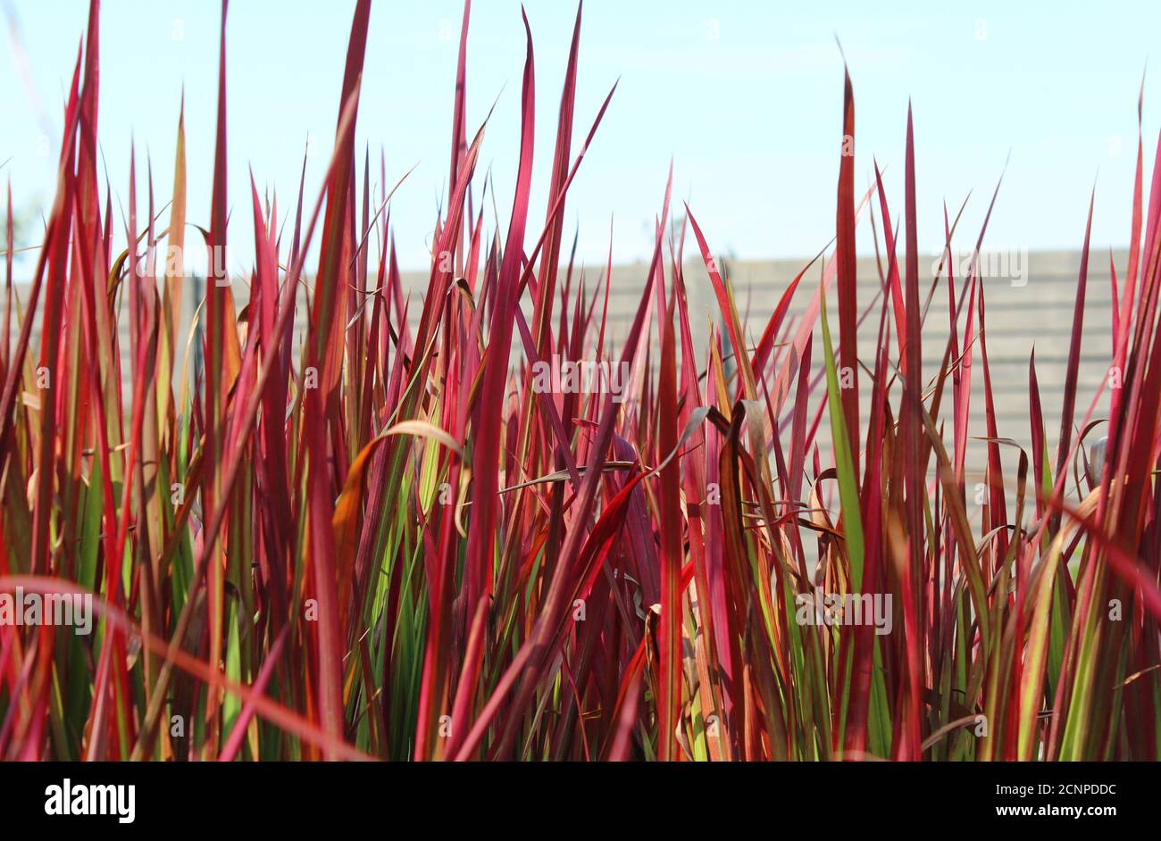 The bright red ornamental grass Imperata cylindrica 'Red Baron', also known as Japanese Blood Grass, growing in a natural outdoor setting. Selective f Stock Photo