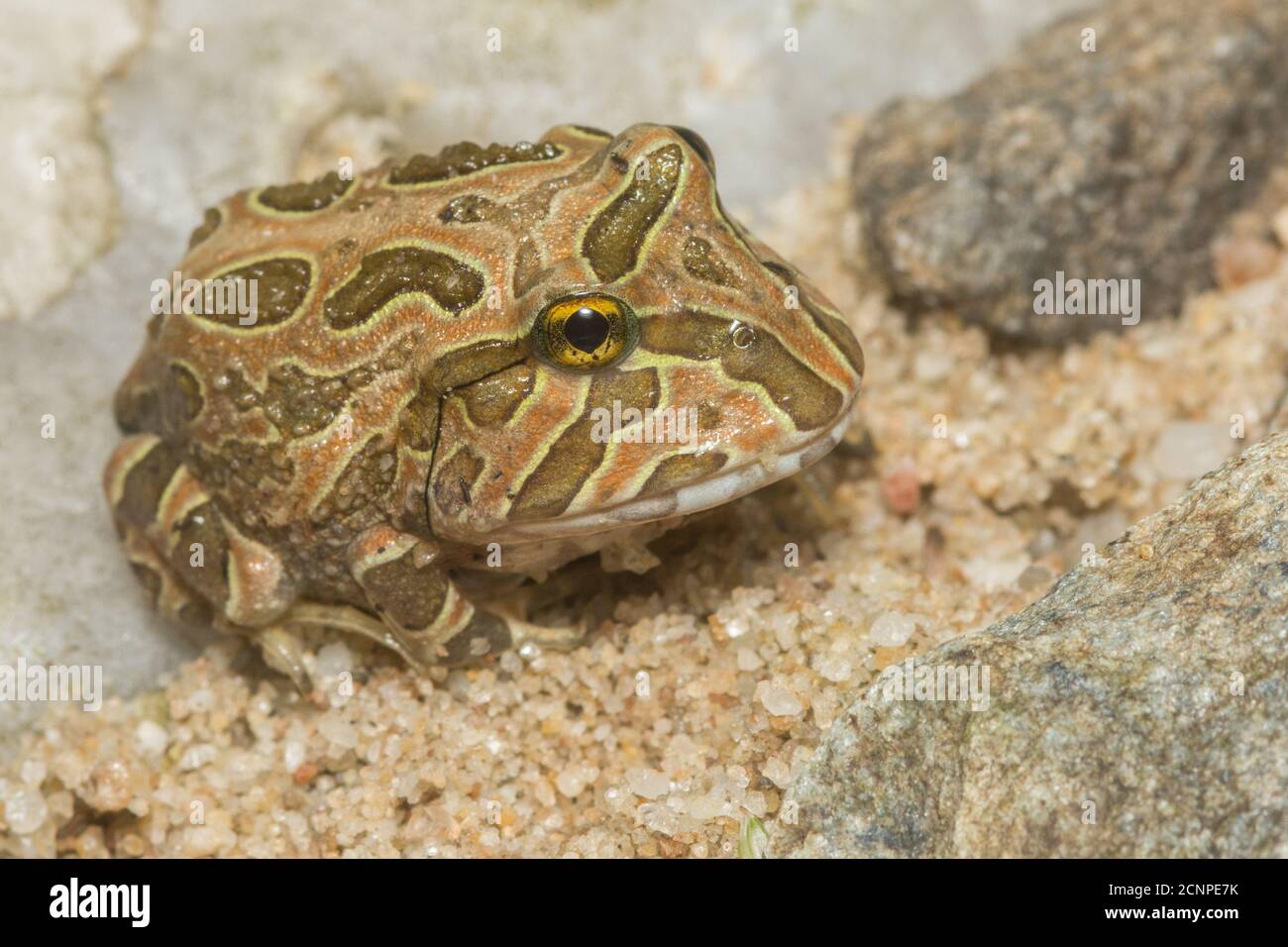 Froglets of the pacific horned frog (Ceratophrys stolzmanni) that recently metamorphized and are now small frogs. Stock Photo