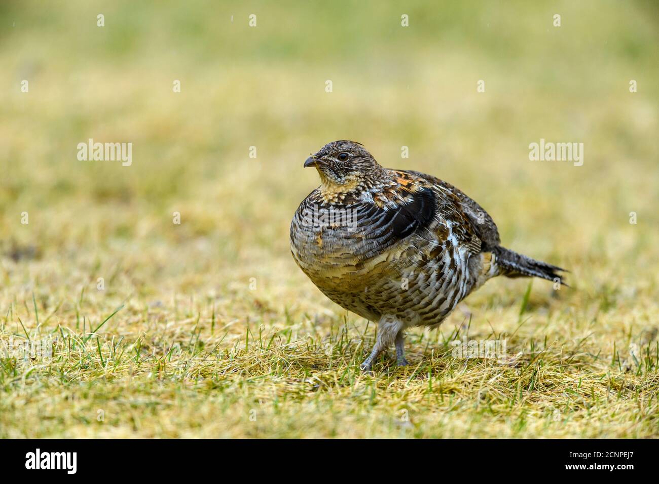 Ruffed grouse (Bonassa umbellus) foraging on an early spring lawn, Greater Sudbury, Ontario, Canada Stock Photo