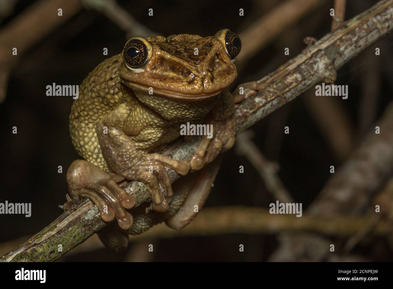 Jordan's casque headed tree frog (Trachycephalus jordani) from the dry forests of Western Ecuador is one of the most unusual frogs in the country. Stock Photo