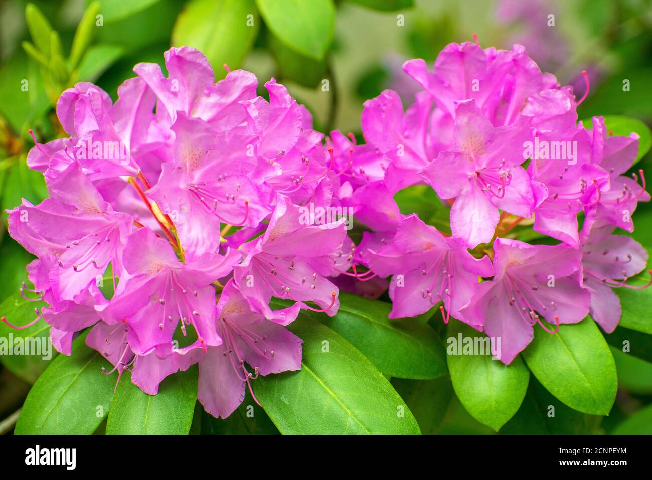 Pink Rhododendrons Stock Photo