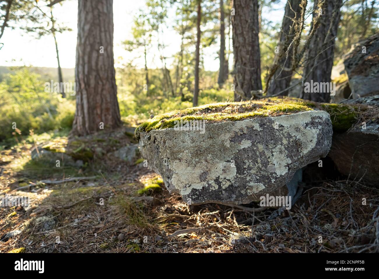 Rocks overgrown with moss in a pine forest, on a summer day Stock Photo ...