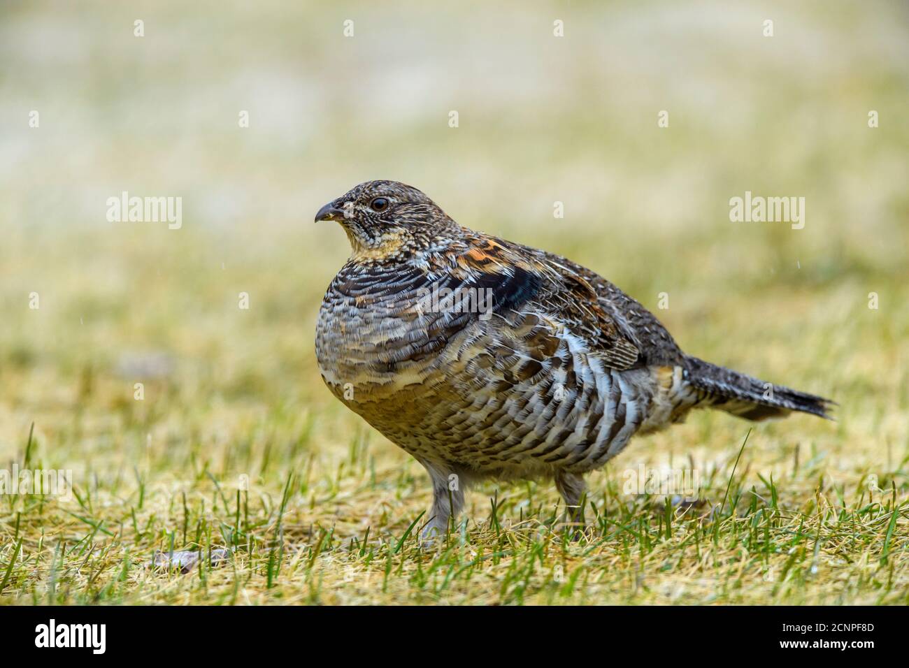Ruffed grouse (Bonassa umbellus) foraging on an early spring lawn, Greater Sudbury, Ontario, Canada Stock Photo