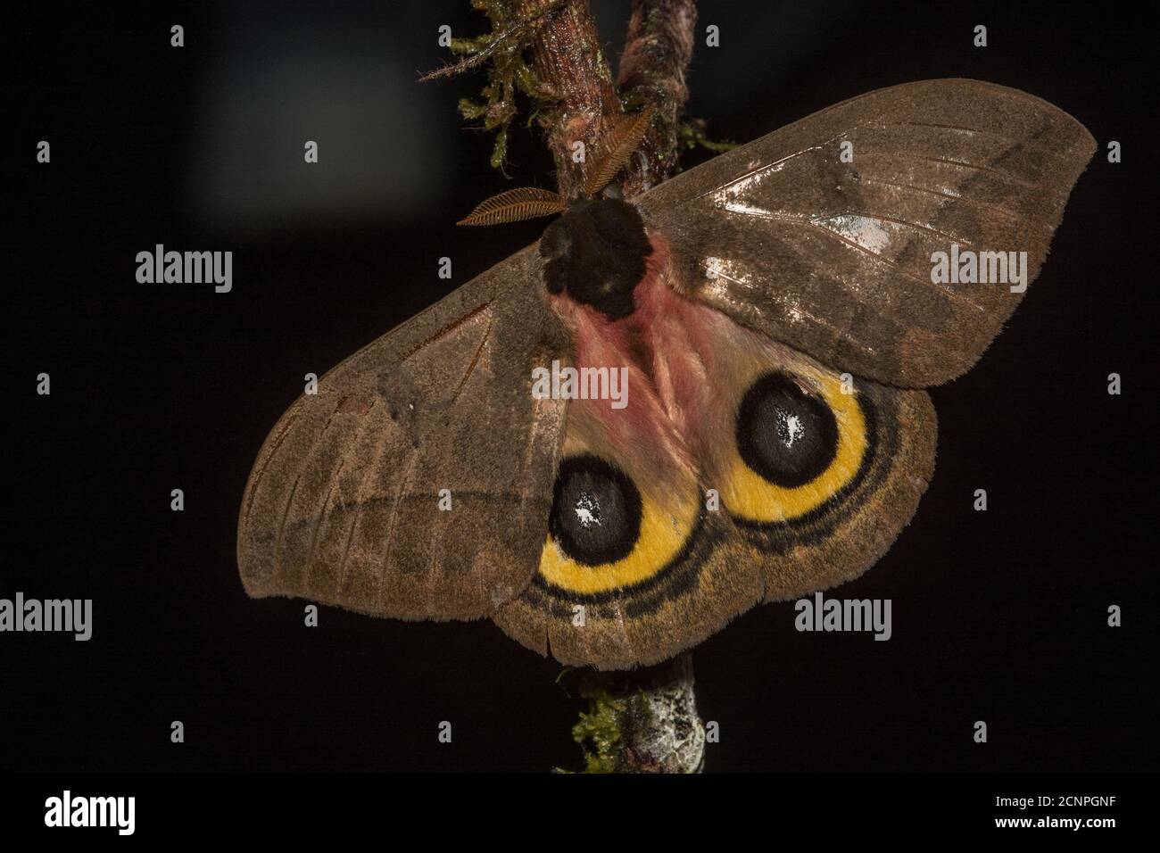 An Io moth (Automeris sp) from the Andean cloud forest of Ecuador. Stock Photo