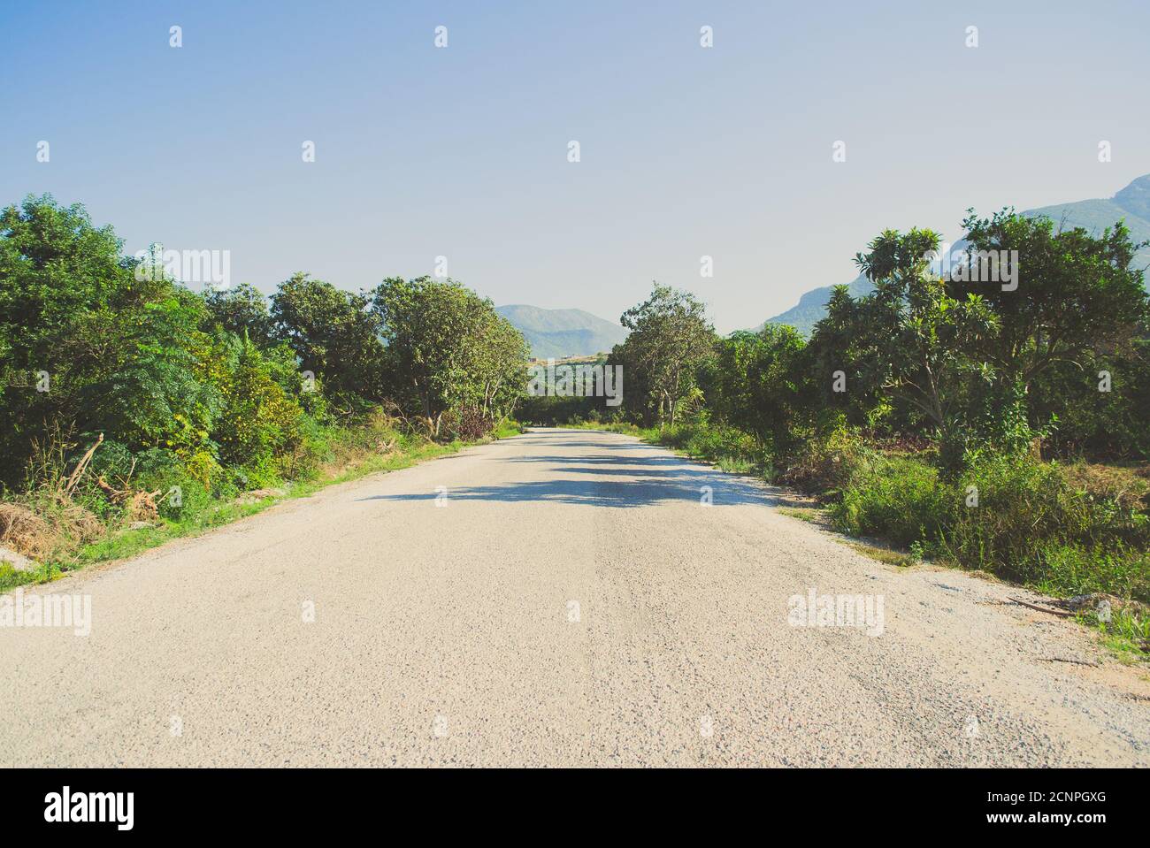 Front view of asphalt road with fruit trees on both road-sides, Turkey Stock Photo