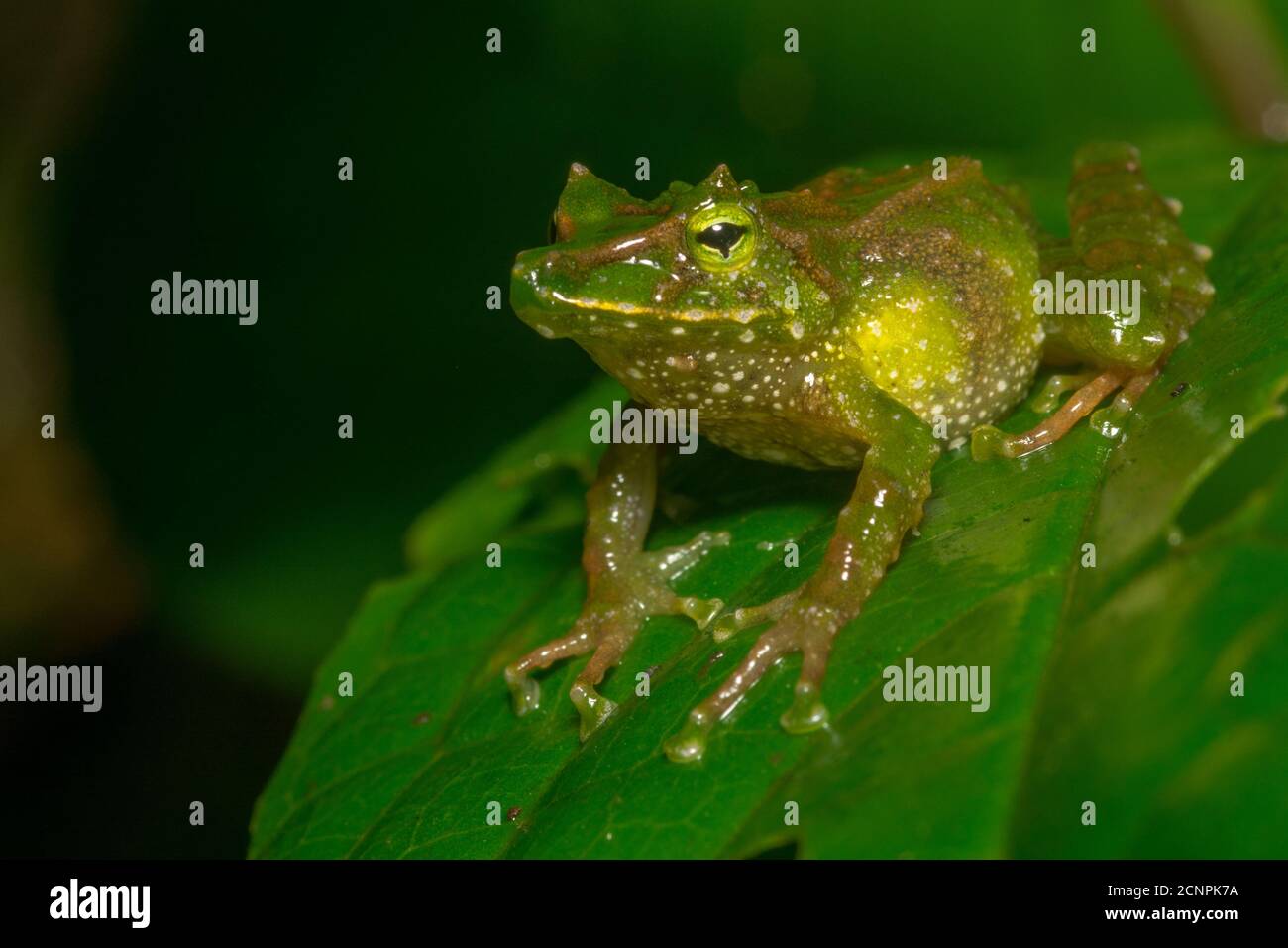 An unusual frog (Pristimantis galdi) from the tapichalaca reserve in the Ecuadorian Andes. Stock Photo
