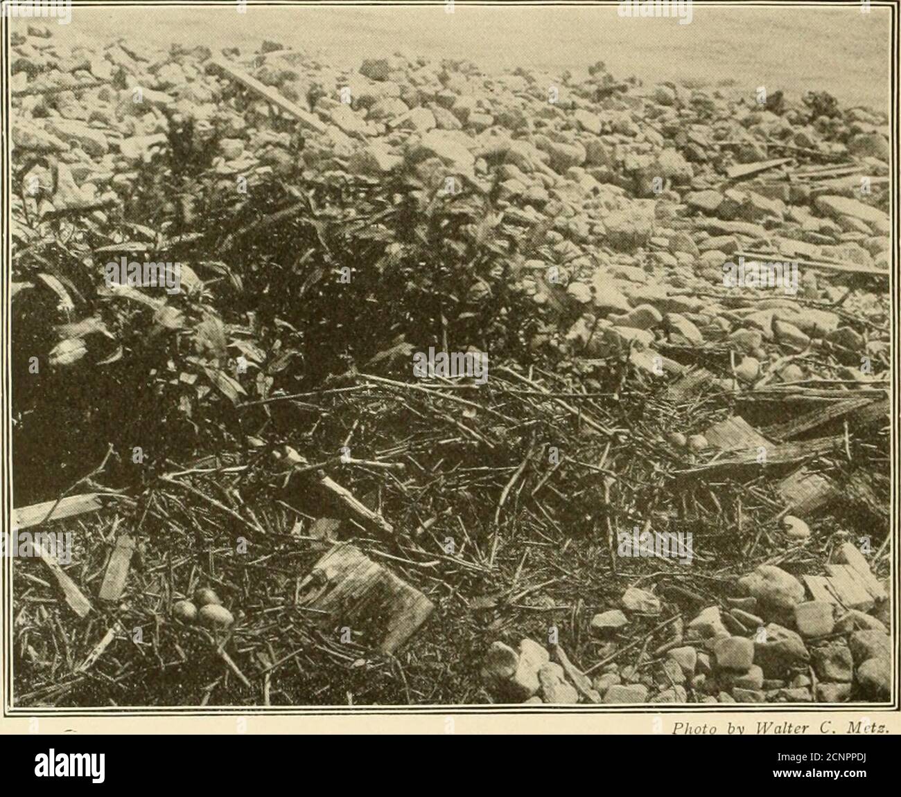 . The birds of Ohio; a complete scientific and popular description of ...