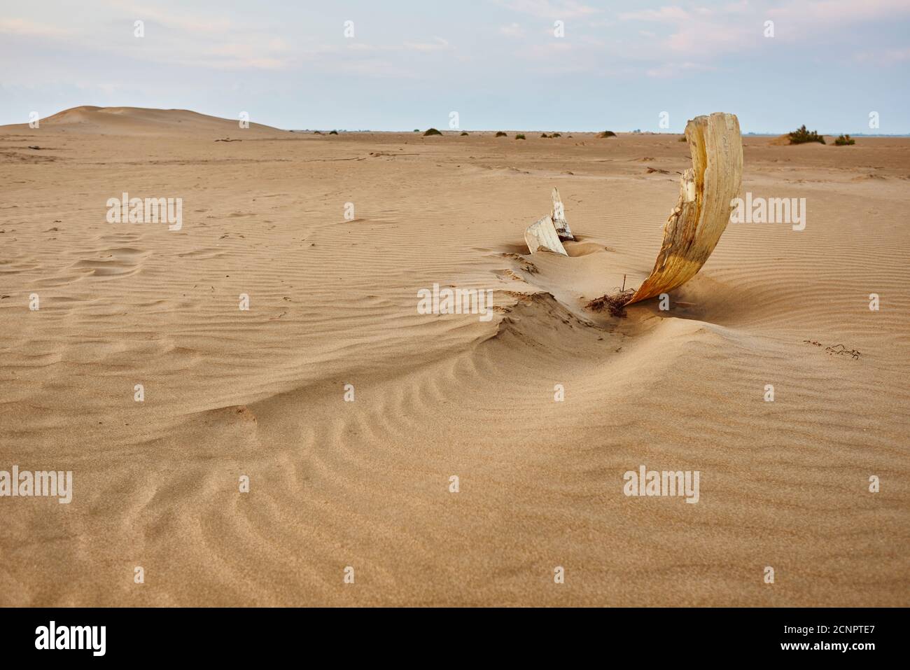 Landscape, dunes, sandy beach, Ebro Delta, Tarragona Province, Catalonia, Northern Spain, Spain, Europe Stock Photo