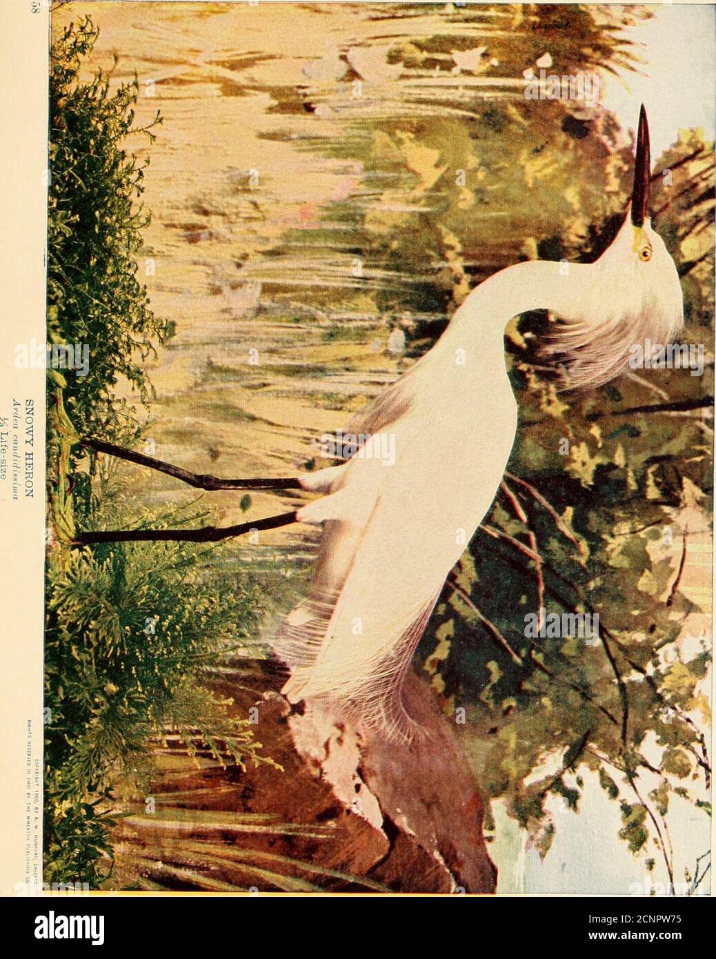 . The birds of Ohio; a complete scientific and popular description of the 320 species of birds found in the state . Stoneof Cincinnati. Mr. Stone observed a single bird which visited a sandbarnear the mouth of the Little Miami River, daily, for a week, during themonth of August, 1902. No. 212. SNOWY HERON. A. O. U. No. 197. Egretta candidissima (GmeL). Synonym.—Little White Egret. Description.—^rfii/i in breeding plumage: Entire plumage pure white;a bunch of forty or fifty aigrettes originates on middle of back and reaches toor beyond tail; character of plumes as in preceding species, but deli Stock Photo