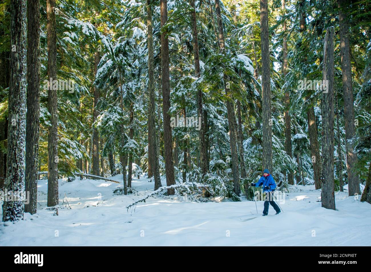 A woman (model released) is crosscountry skiing near Crystal Mountain