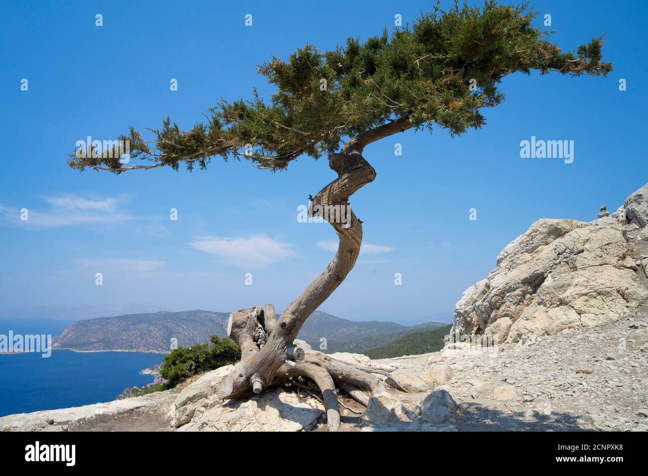 Lonely tree growing on top of the rock on the Mediterranean island ...