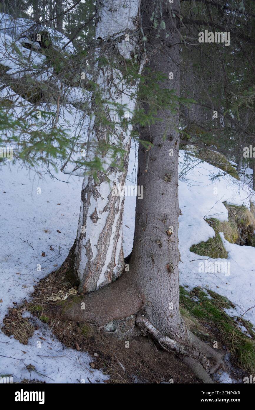 Tree Hug Root Spruce and birch tree are deeply intertwined by roots, it seems trees ...