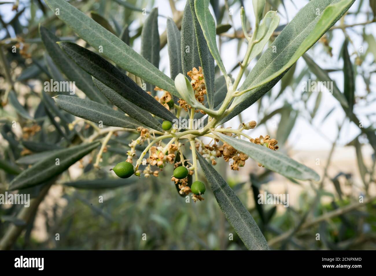 The branch of olive tree with small unripe olives Stock Photo Alamy