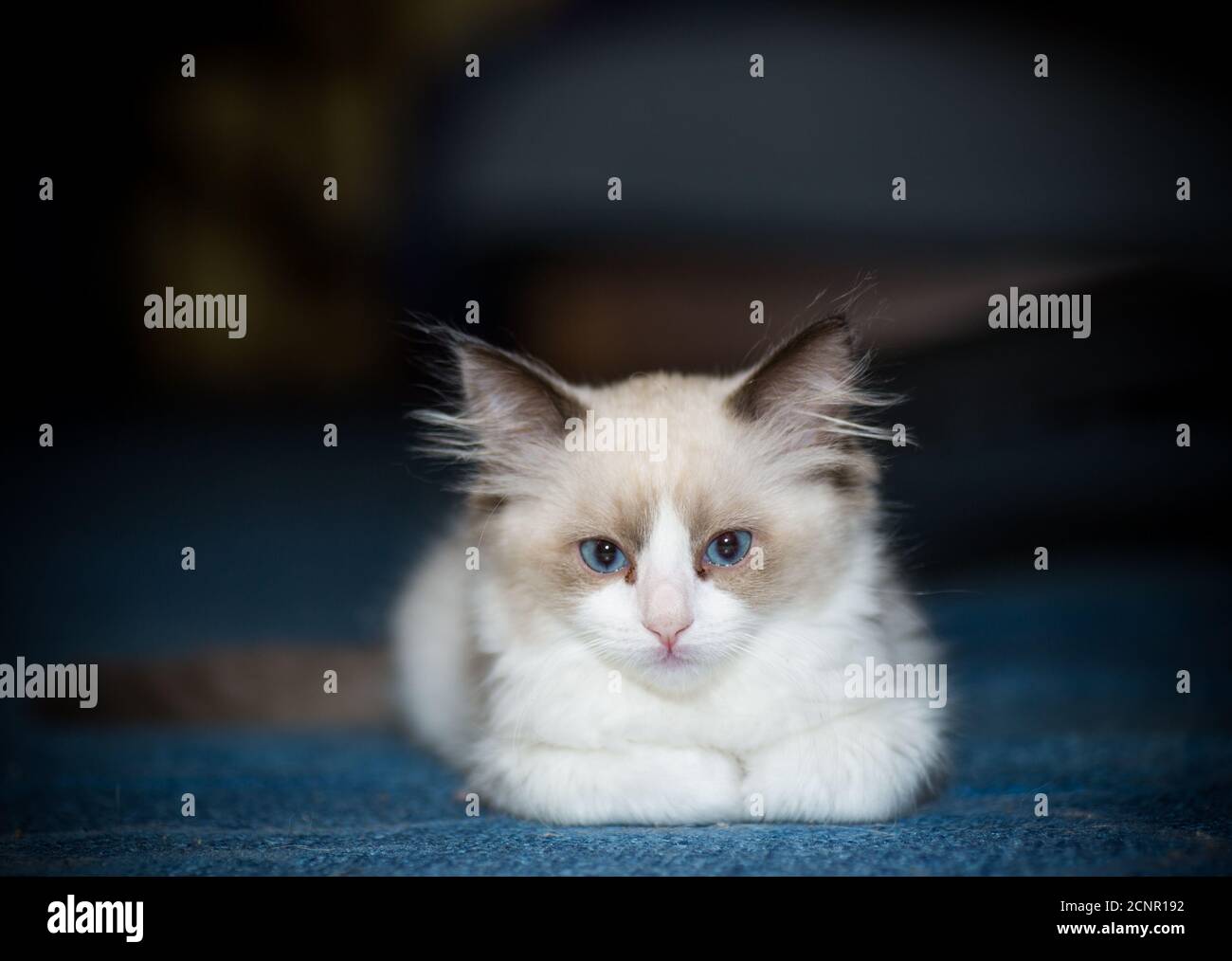 two month old Ragdoll kitten at home Stock Photo - Alamy