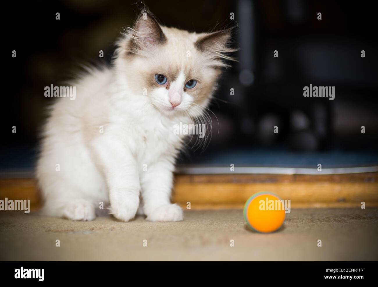 two month old Ragdoll kitten at home Stock Photo - Alamy