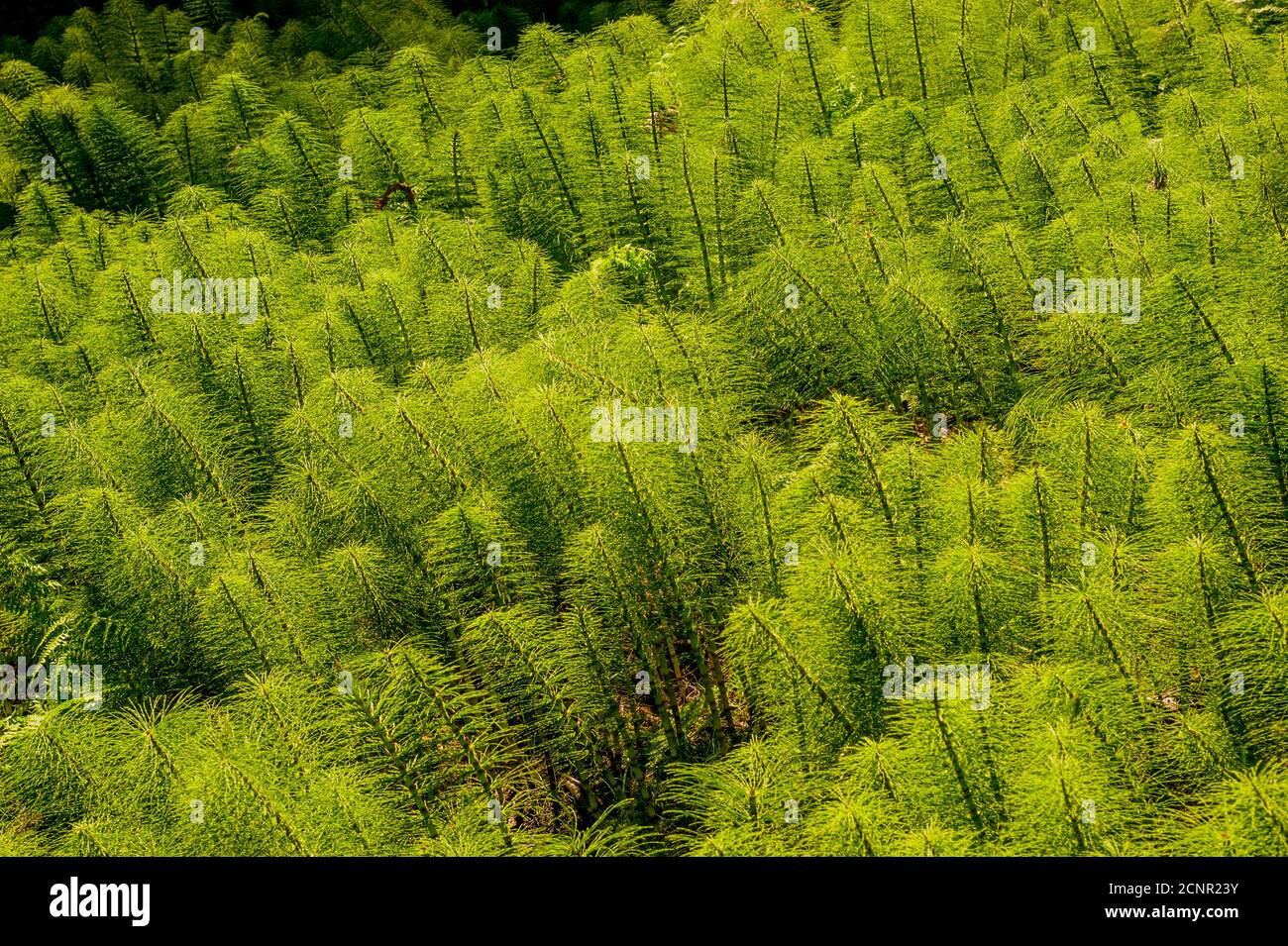 American horsetail hires stock photography and images Alamy