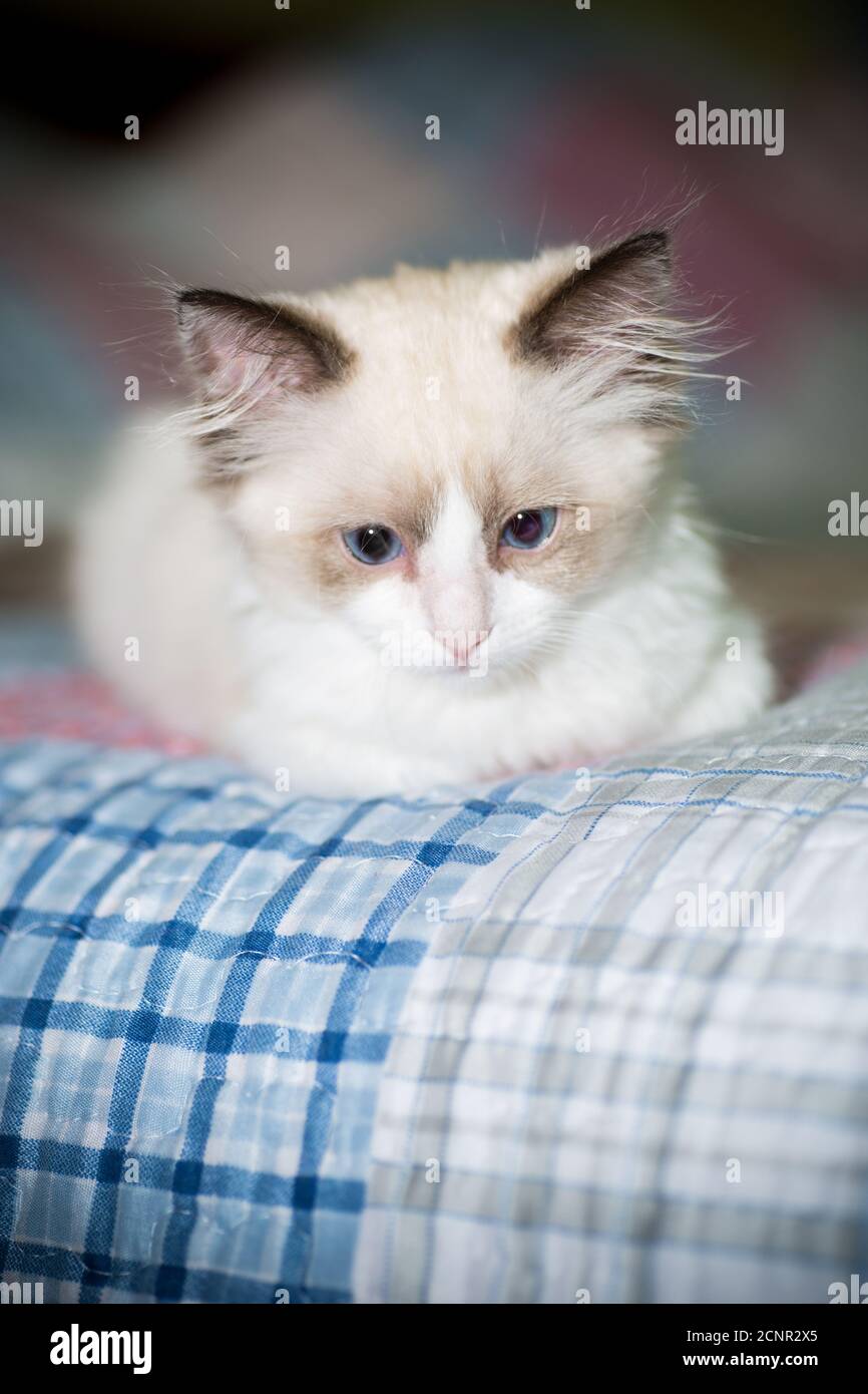two month old Ragdoll kitten at home Stock Photo - Alamy
