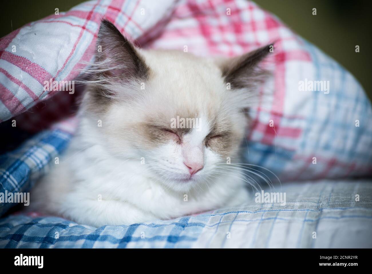 two month old Ragdoll kitten at home Stock Photo - Alamy