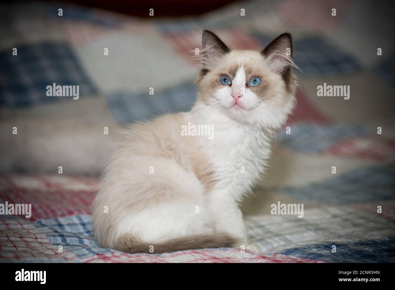 two month old Ragdoll kitten at home Stock Photo - Alamy