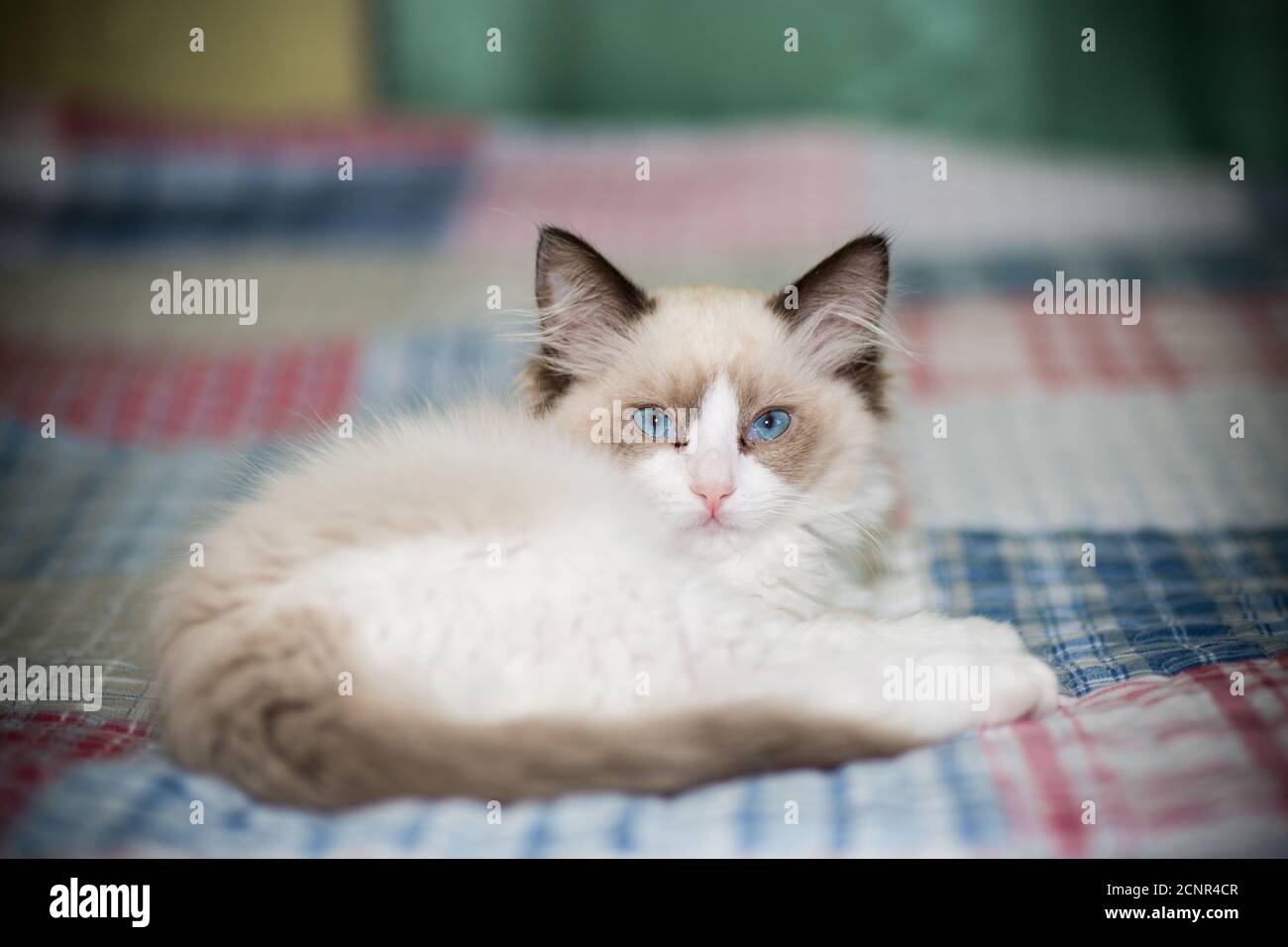 two month old Ragdoll kitten at home Stock Photo - Alamy