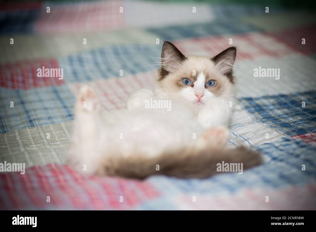 two month old Ragdoll kitten at home Stock Photo - Alamy