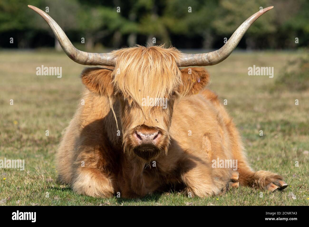 Long-horned highland cow, New Forest, Hampshire, UK Stock Photo