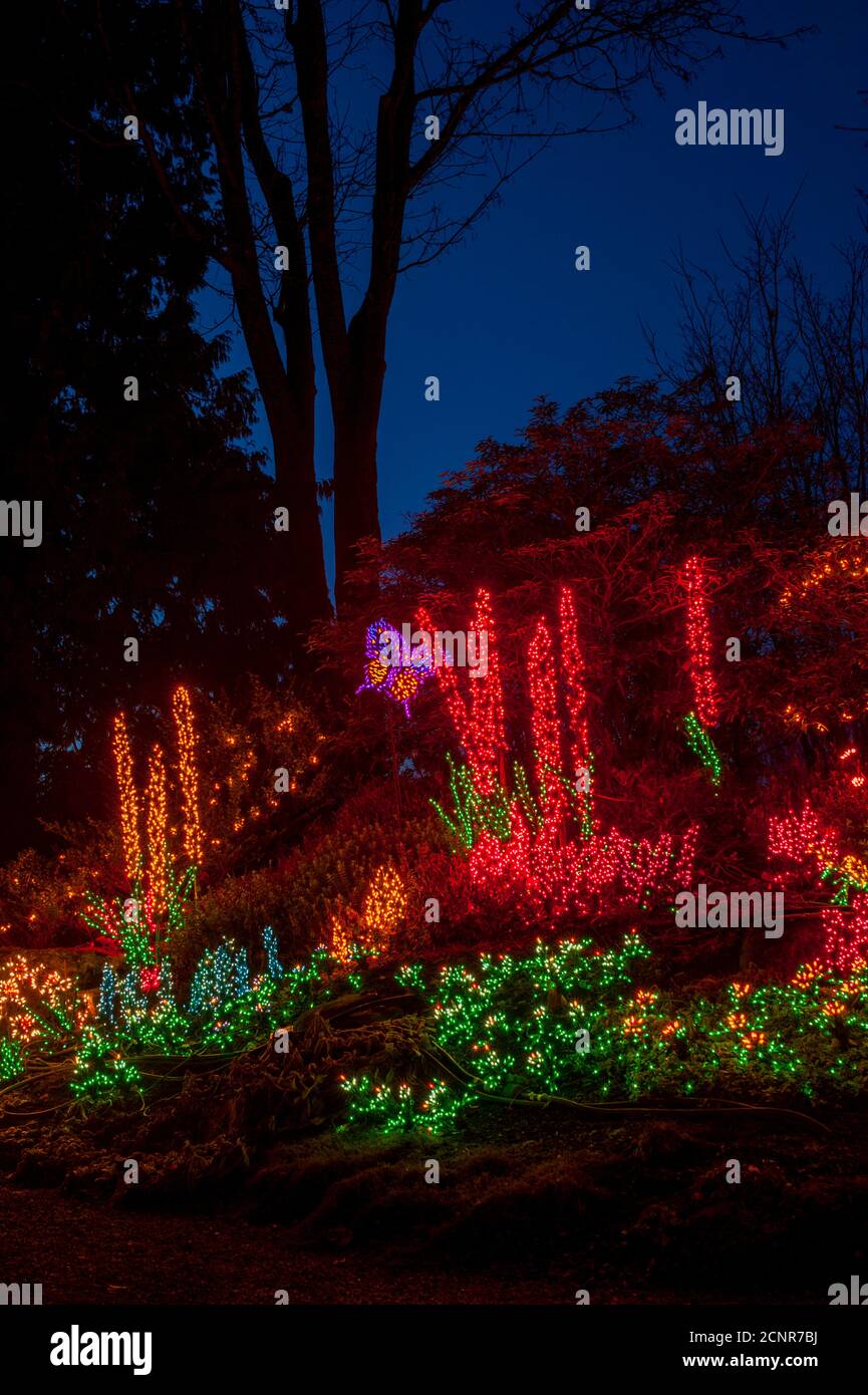 Night photo of the Christmas holiday light decorations at the Bellevue