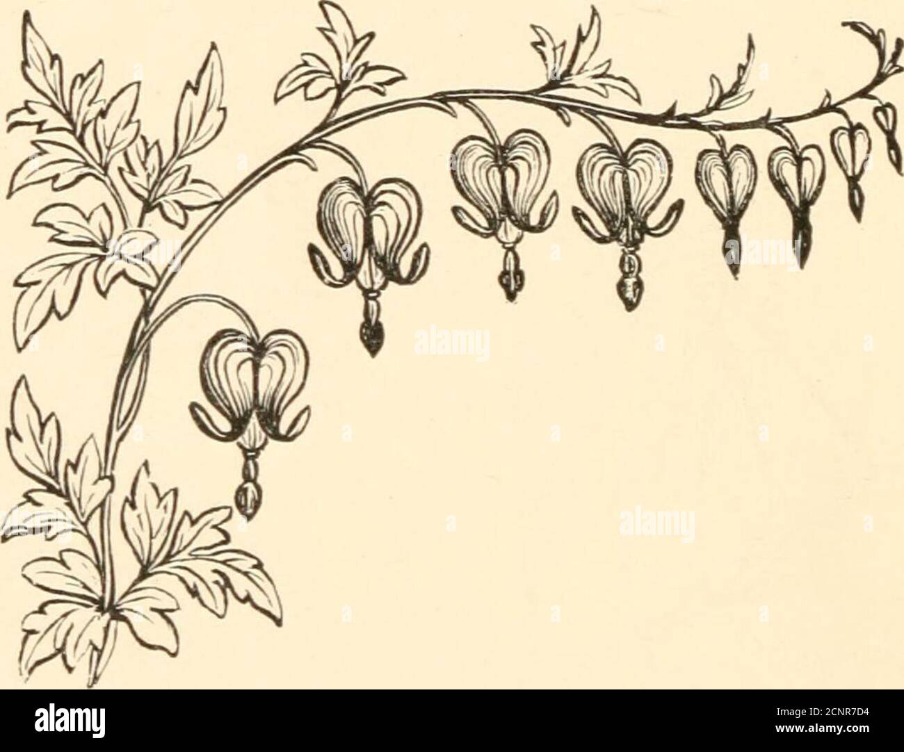 Flower Rhymes High Resolution Stock Photography And Images Alamy