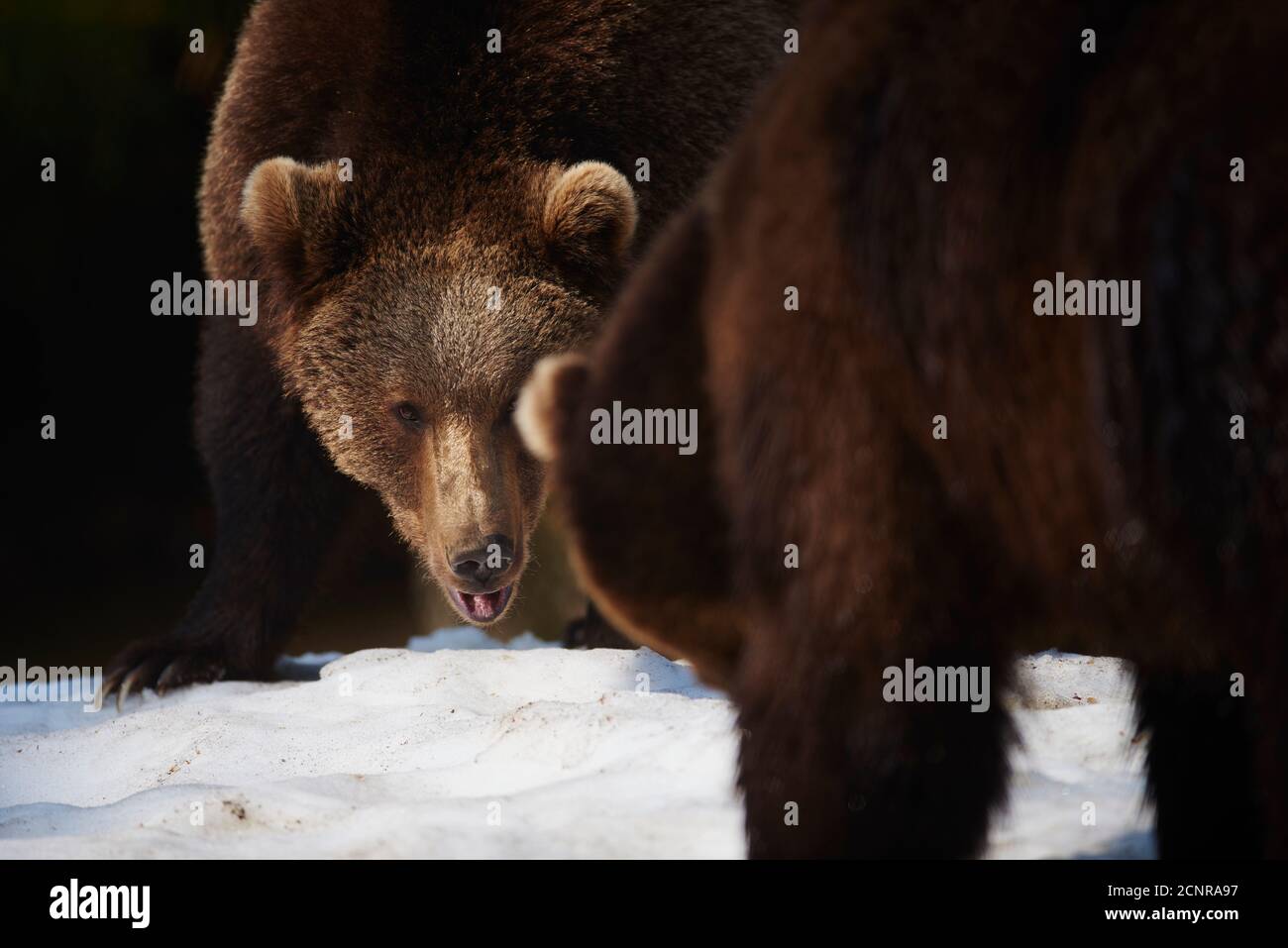 Eurasian brown bear (Ursus arctos arctos), winter Stock Photo - Alamy