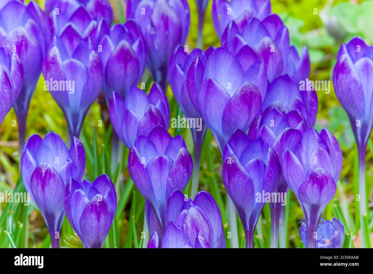 Purple crocuses in a garden in Bellevue, Washington State, USA. Stock Photo