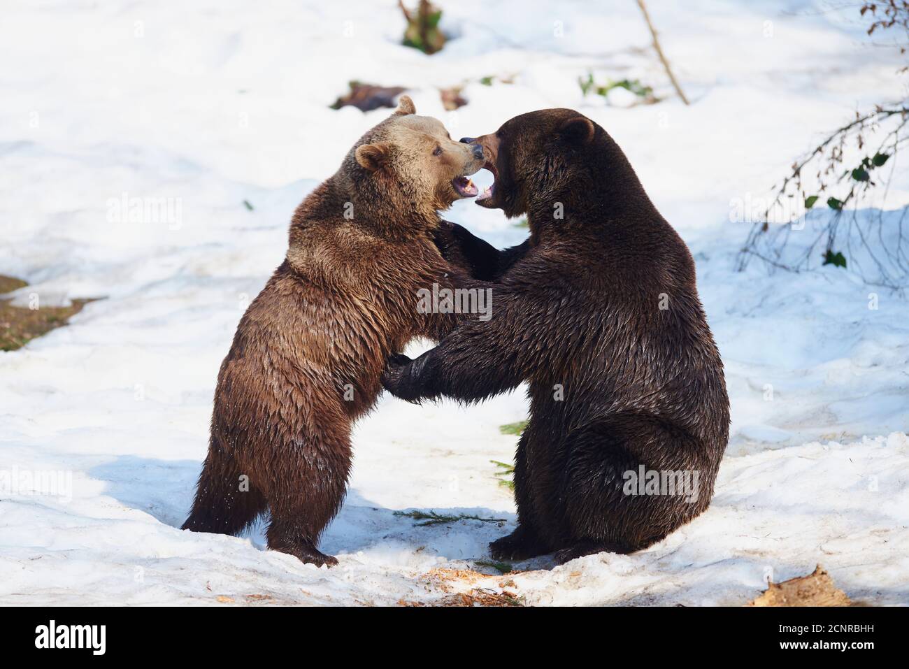 Eurasian brown bear (Ursus arctos arctos), winter, sideways, playing Stock Photo