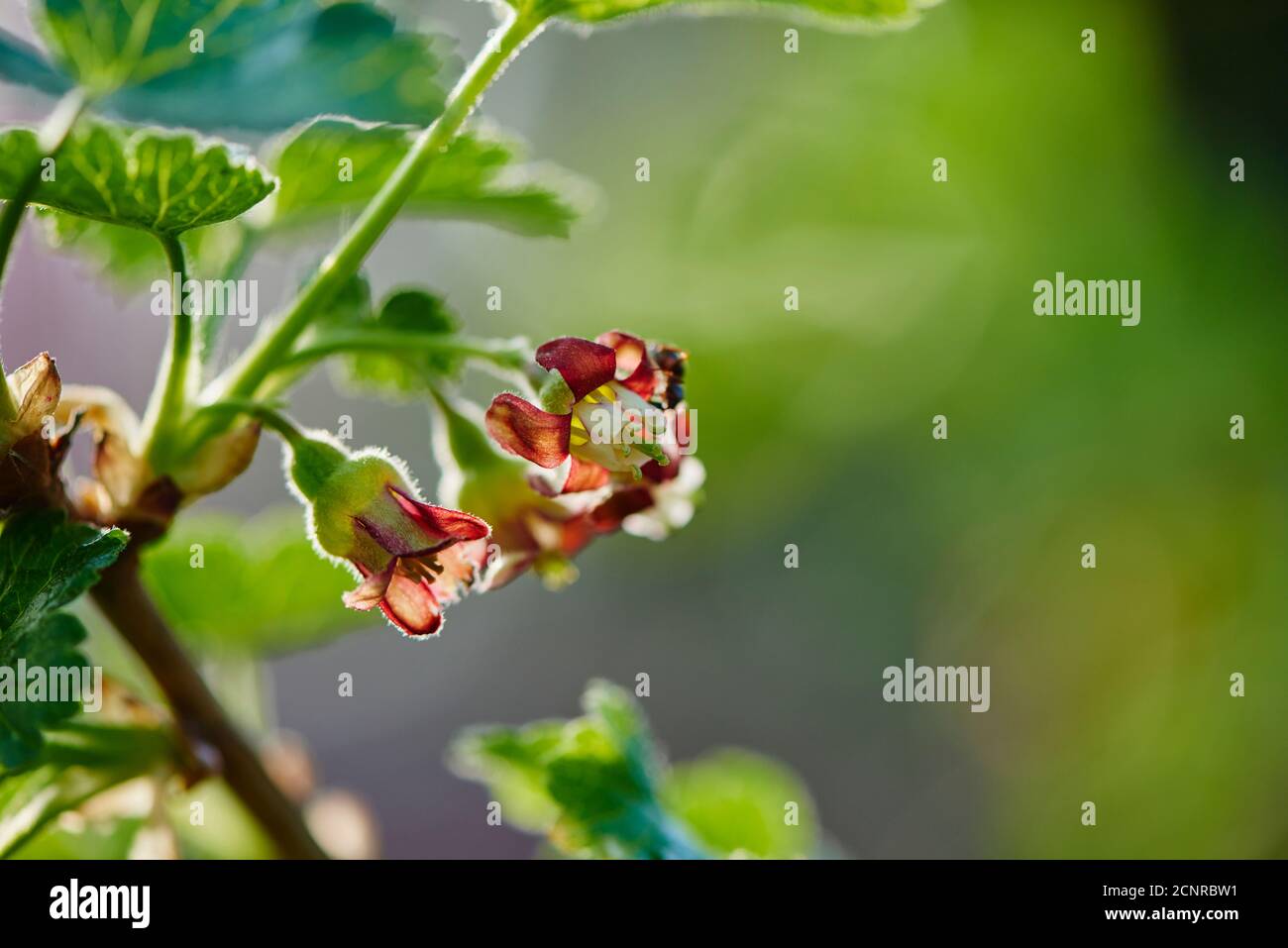 Black currant (Ribes nigrum), flowers, close-up Stock Photo