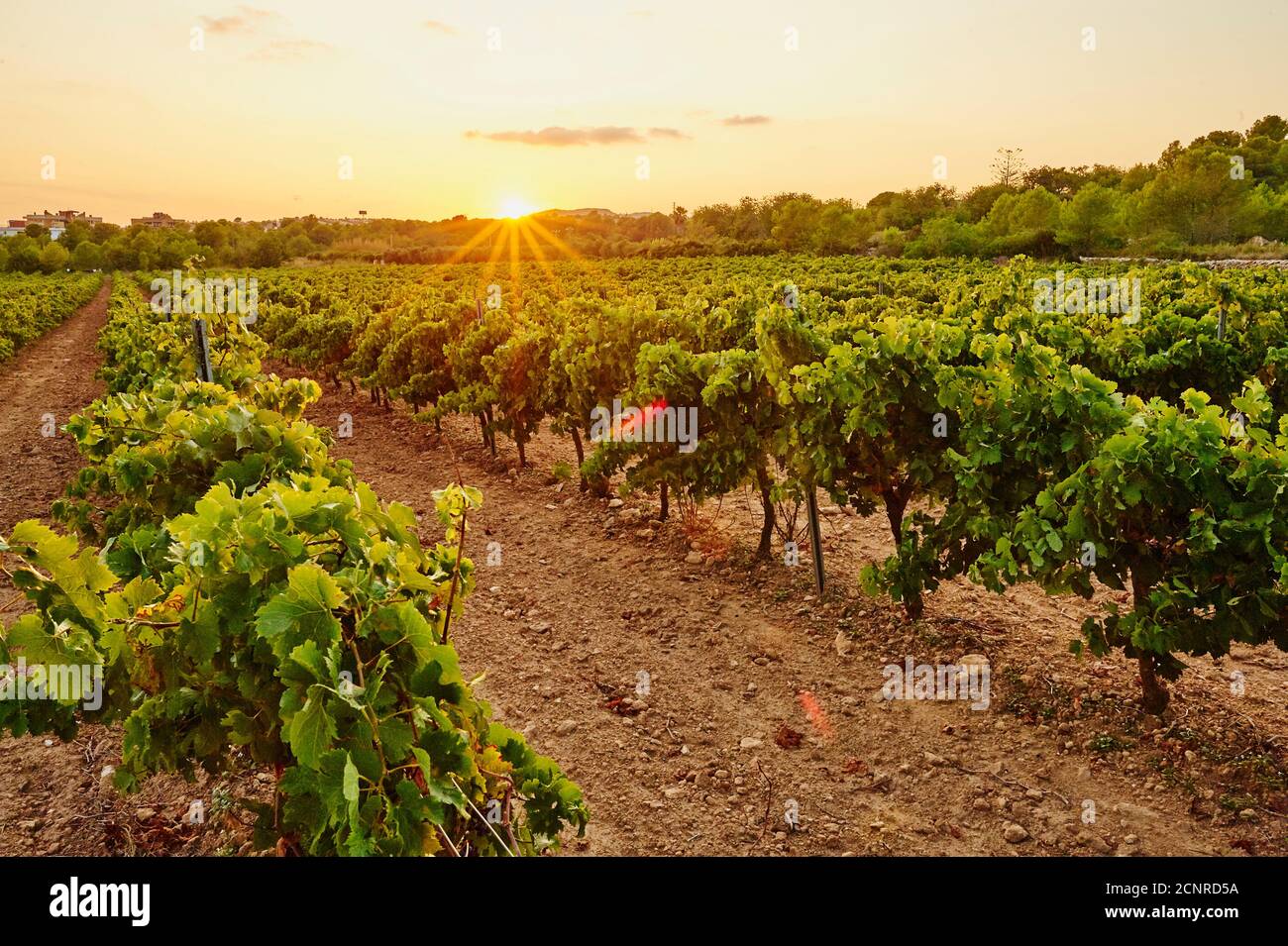 Landscape, vineyard, Tarragona Province, Catalonia, Spain, Europe Stock Photo