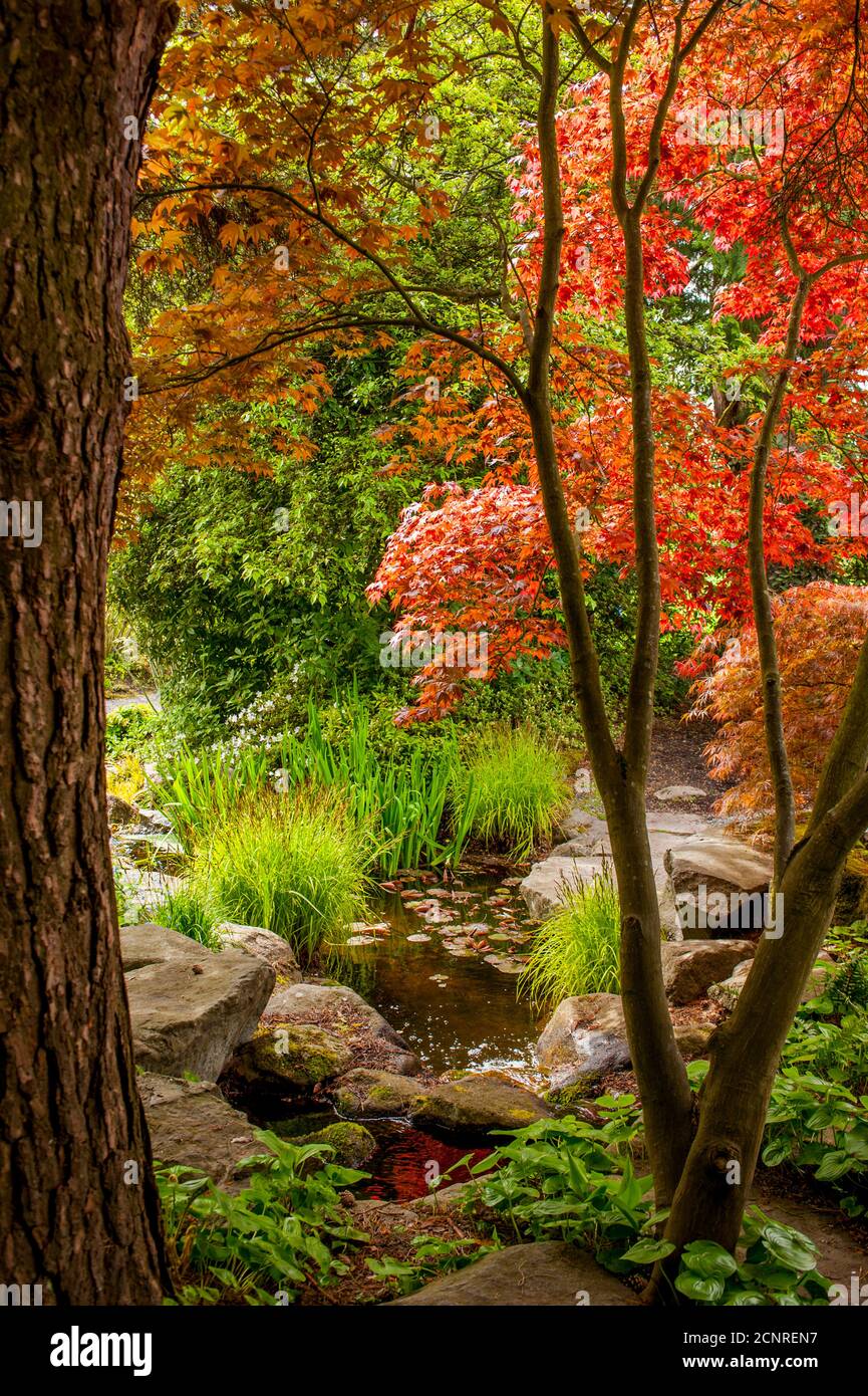 A spring scene at the Bellevue Botanical Garden in Bellevue, Washington State, USA. Stock Photo