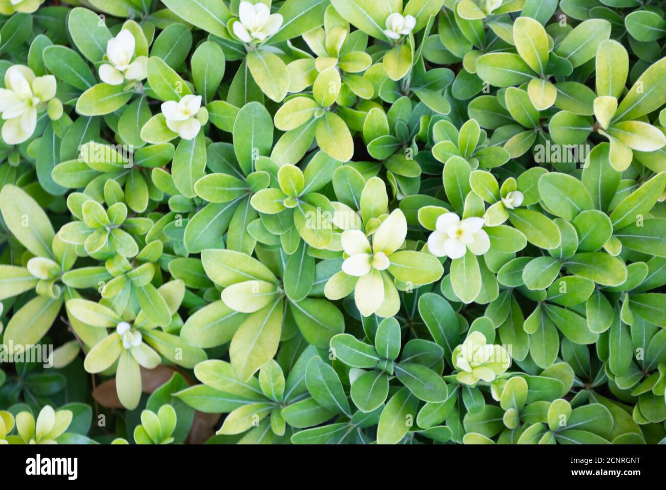 Background of green foliage of tropical plant pittosporum tobira Stock Photo