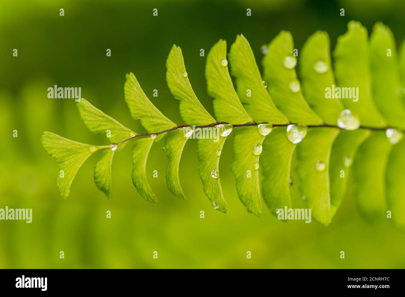 Bravern hi-res stock photography and images - Alamy