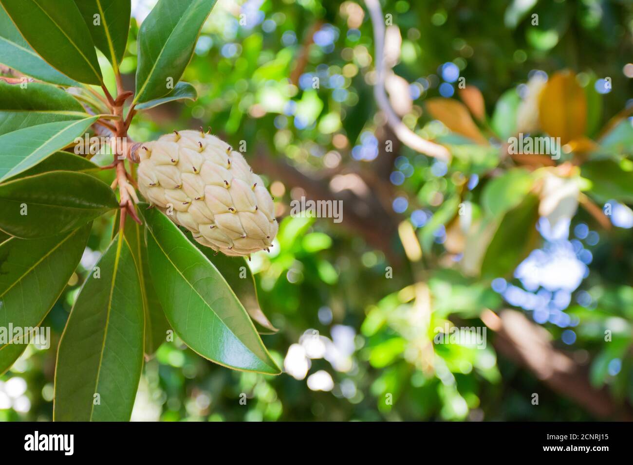 Magnolia fruit on the green leaves background. Magnolia velvet seed pod on tree. Magnolia soulangeana. Stock Photo