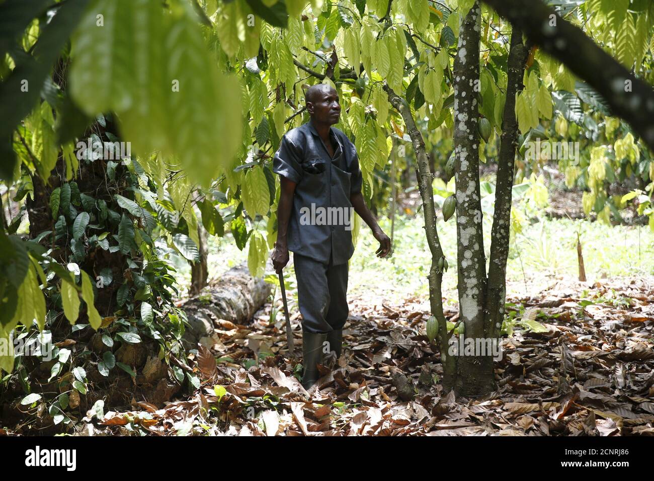 Cocoa farmer nigeria hires stock photography and images Alamy