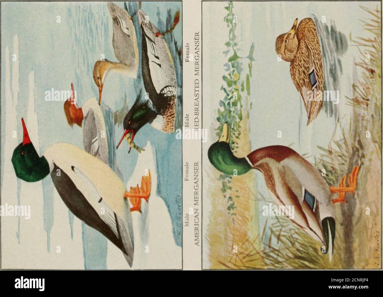 Page 4 Sz G High Resolution Stock Photography And Images Alamy