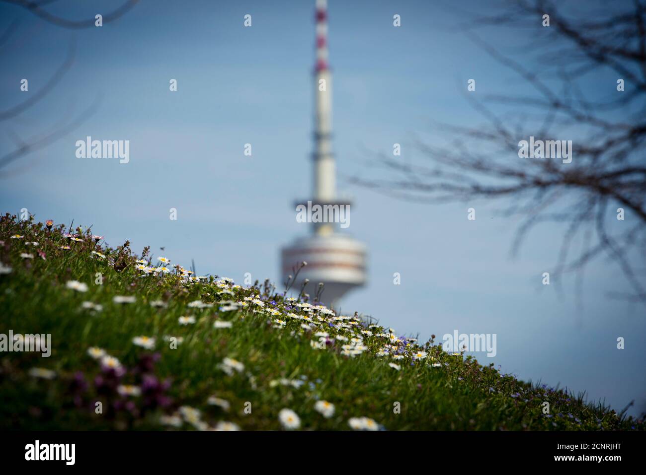 Olympiapark, Munich, flower meadow, flowers, spring, Olympic tower, branches, daisies, selective focus Stock Photo