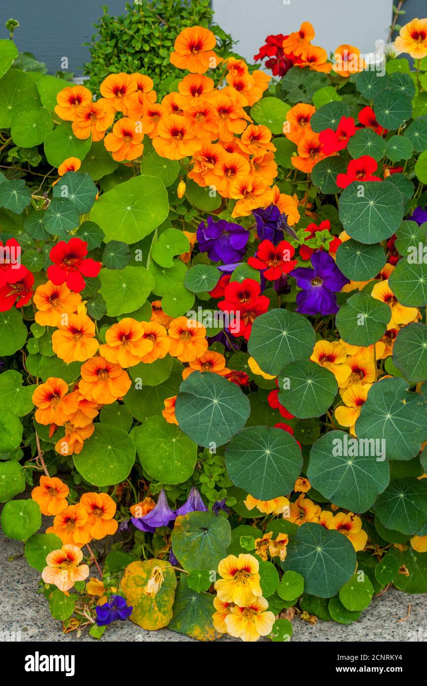 Flower containers with Nasturtiums and Petunias in front of shops in the historic town of La Conner in Washington State, United States. Stock Photo